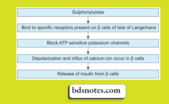 Insulin And Oral Hypoglycemic Drugs (3)