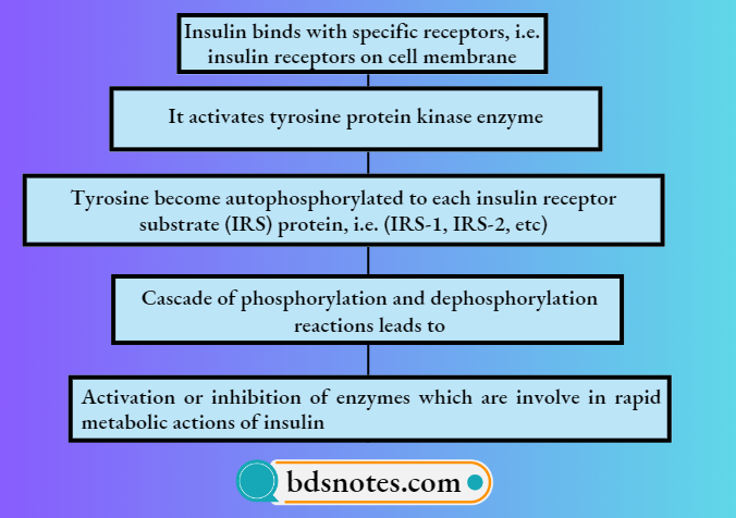 Insulin And Oral Hypoglycemic Drugs Human-Insulin