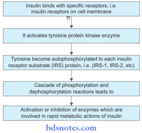 Insulin And Oral Hypoglycemic Drugs Human Insulin