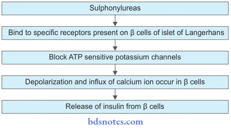 Insulin And Oral Hypoglycemic Drugs Mechanism Of Action