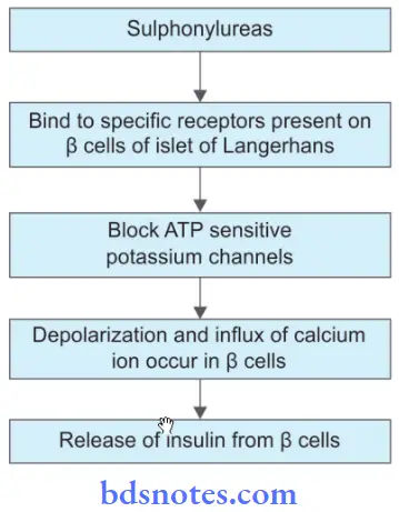 Insulin And Oral Hypoglycemic Drugs Sulphonylureas Mechanism Of Action