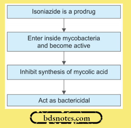 Isoniazid Prodrug Mechanism Mycolic Acid Synthesis