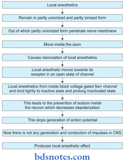 Local Anesthetics Mechanism Of Action Of Local Anesthetics