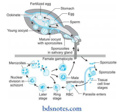 Malarial Parasite Life cycle of plasmodium Falciparum