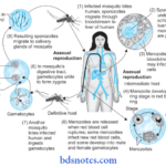 Malarial Parasite Life cycle of plasmodium vivax