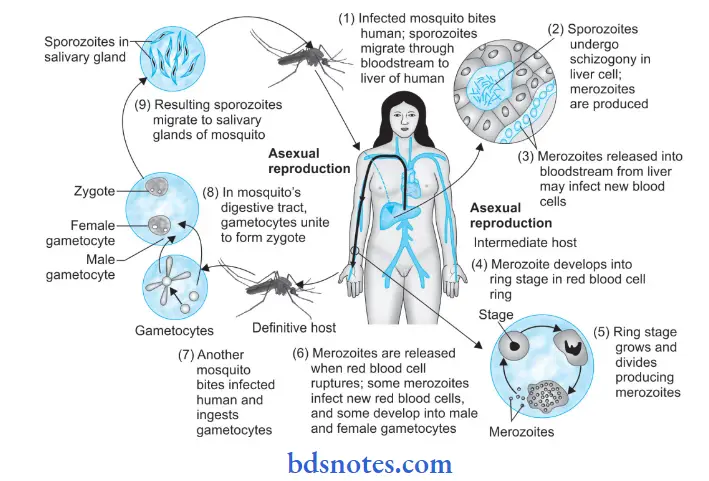 Malarial Parasite Life cycle of plasmodium vivax