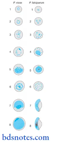 Malarial Parasite Plasmodium vivax (P. vivax) and Plasmodium Falciparum (P.Falciparum)