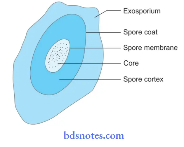 Microscopy And Morphology Of Bacteria Configuration of endospore