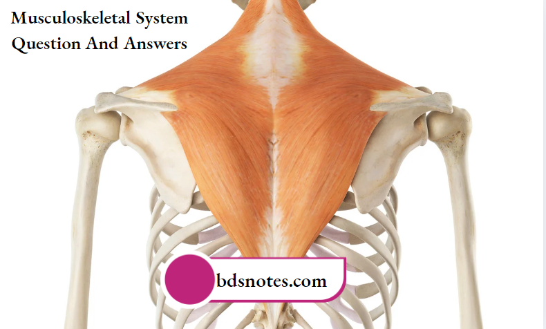 Musculoskeletal System