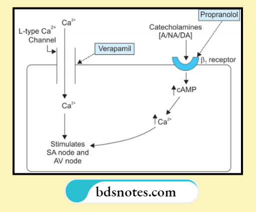 Negative Chronotropy Dromotropy Mechanisms