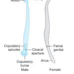 Nematodes Ancylostoma duodenale