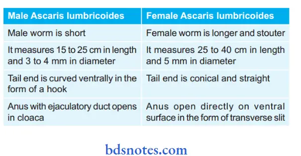 Nematodes Difference between male and female Ascaris lumdricoides