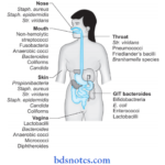 Normal Microbial Flora Of Human Body Variety micro organisms of Normal Microbial Flora Of Human Body