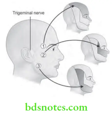 Oral Medicine Orofacial Pain Trigemial Neuralgia
