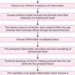 Oral Radiology Differential Diagnosis Of Periacal Radiolucencies Formation Of Periapical Granuloma