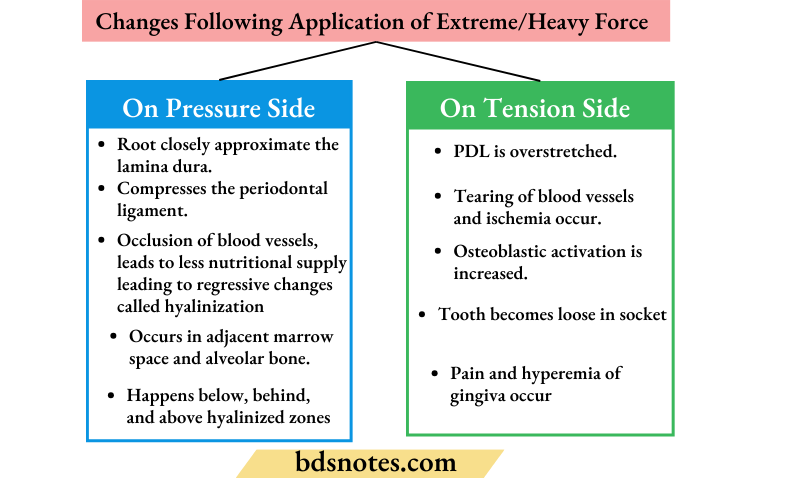 Orthodontic Force Biological Response