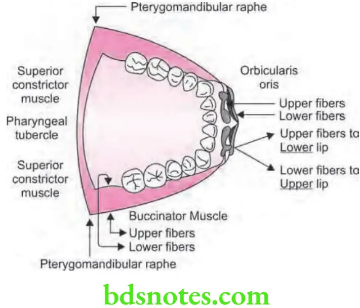 Orthodontics Functional Development Buccinator Mechanism