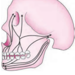 Orthodontics Functional Development Trajectories Of Force
