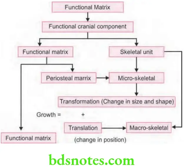 Orthodontics Growth And Development General Principles And Concepts Summary Of Functional Matrix Theory