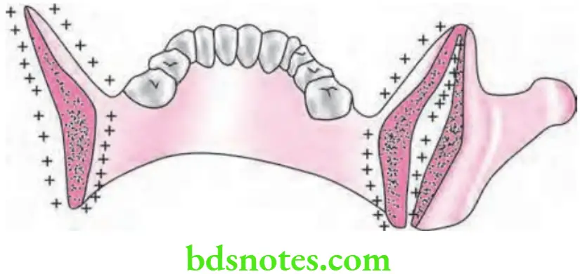 Orthodontics Growth And Development Of Cranial And Facial Region Principle Of Growth Of Mandible