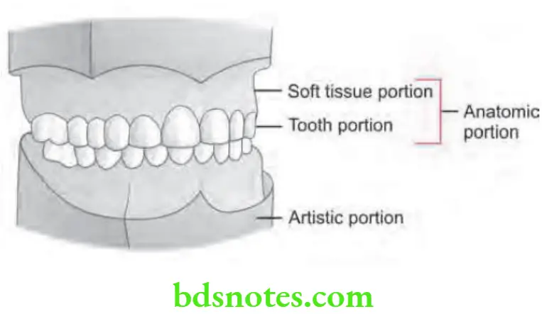 Orthodontics Orthodontic Diagnosis Part of study model Anatomic portion, artistic portion