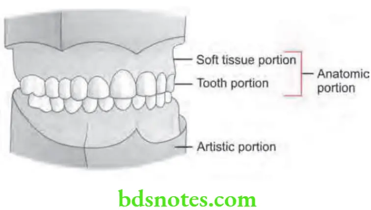 Orthodontics Orthodontic Diagnosis Study cast