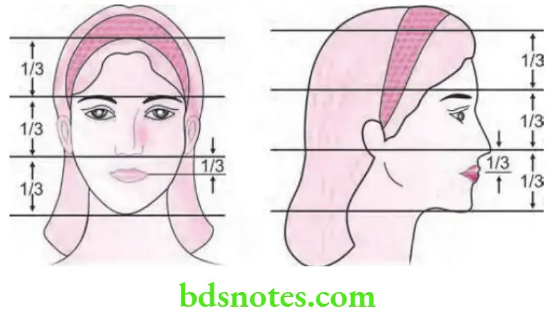 Orthodontics Orthodontic Diagnosis Vertical face proportion