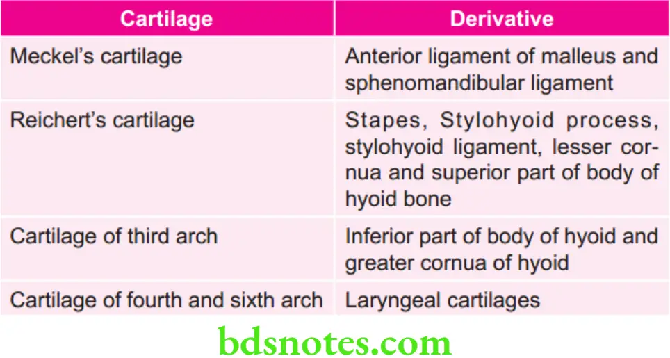 Orthodontics Various Cartilages And Their Derivatives