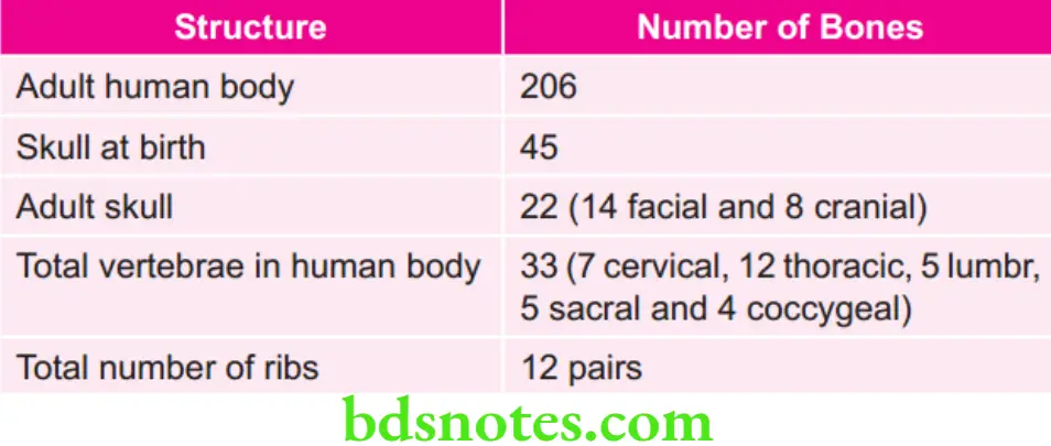 Orthodontics Various Numbers of Bone Present in Body