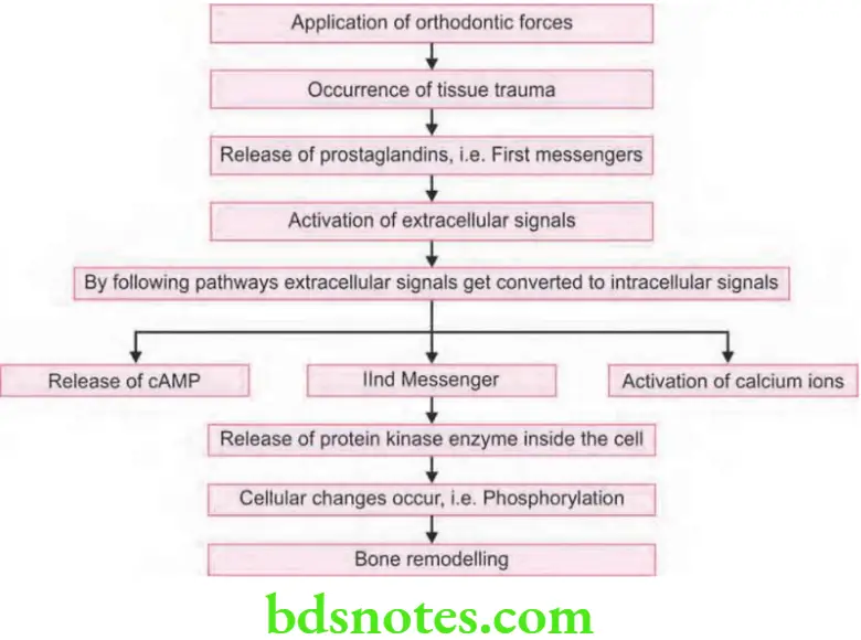 Orthodontitcs Biology Of Tooth Movement Presentation of Pressure Tension Theory