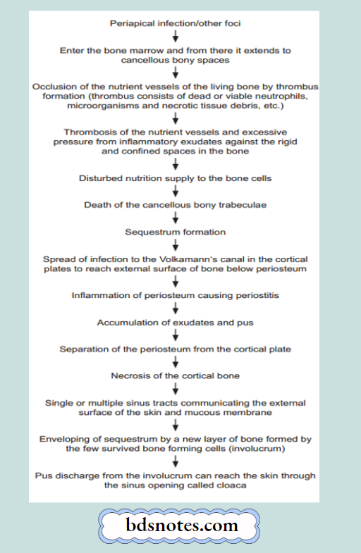 Osteomyelitis Pathogenesis Sequence