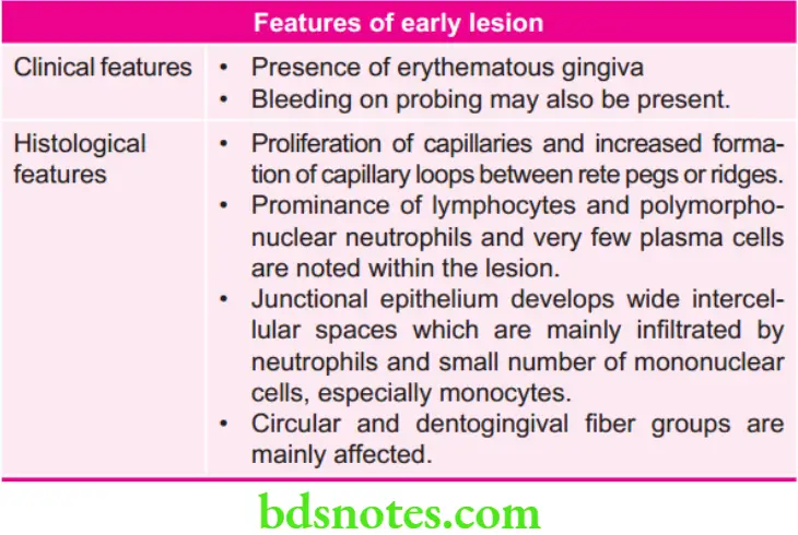 Periodontics Clinical Features Of Gingivitis Features of Early lesion
