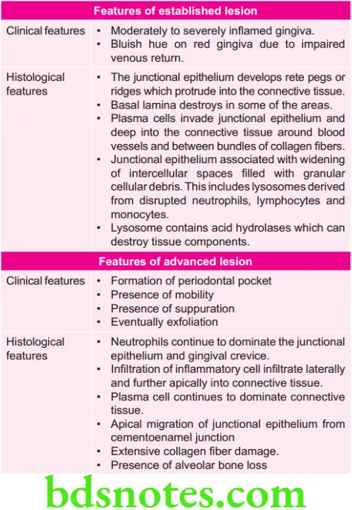 Periodontics Clinical Features Of Gingivitis Features of Established Lesion