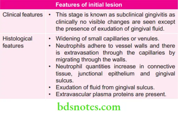 Periodontics Clinical Features Of Gingivitis Features of Intital Lesion