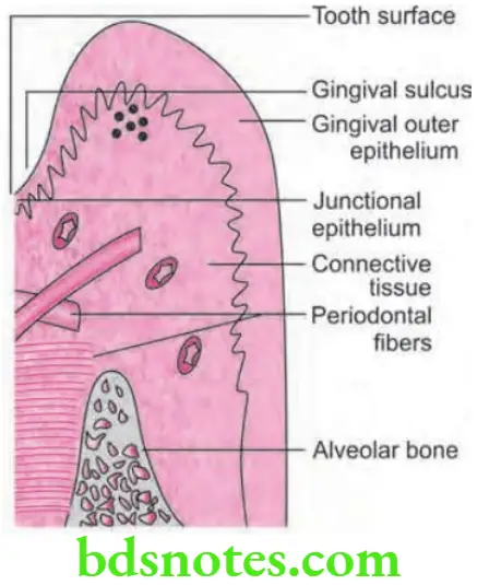 Periodontics Periodontal Pocket Schematic illustration of normal gingiva