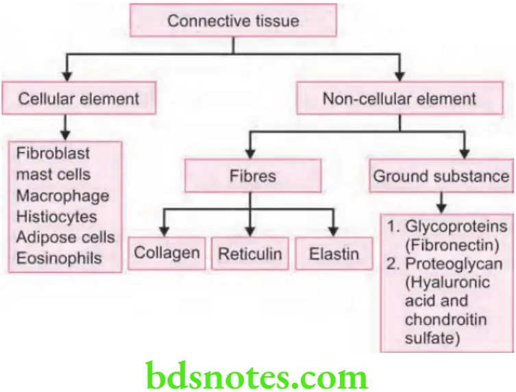 Periodontics The Normal Periodontium Components of connective tissue
