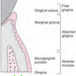 Periodontics The Normal Periodontium Normal Gingiva