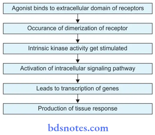 Pharmacodynamics Enzymatic Receptors
