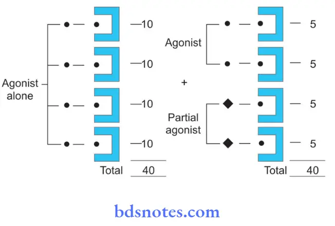 Pharmacodynamics Partial Agonist Antagonize Action Of Full Agonist