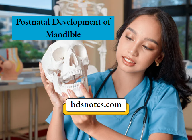 Postnatal Mandible Growth Stages