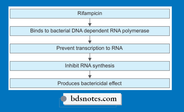 Rifampicin Mechanism RNA Polymerase_Inhibition