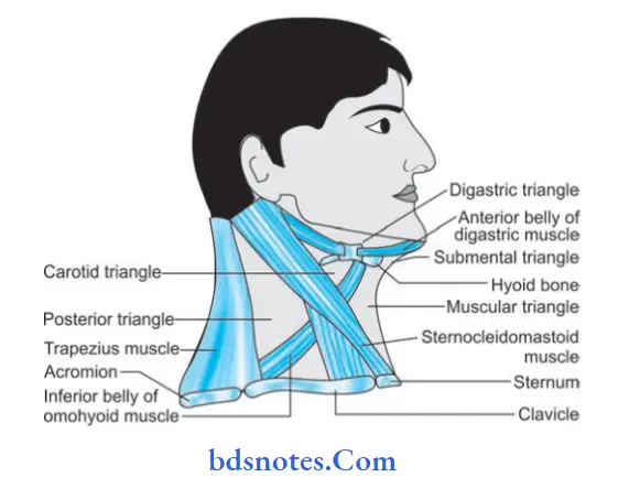 Neck Swelling Triangles of neck