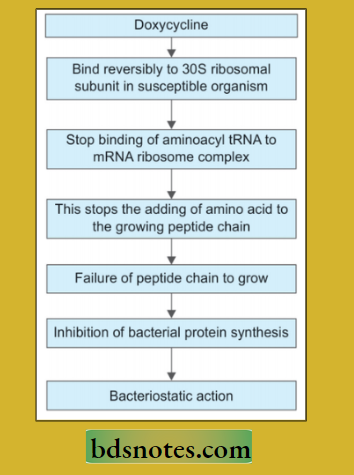 Spectrum Antibiotics Mechanism Of-Action If Doxycycline