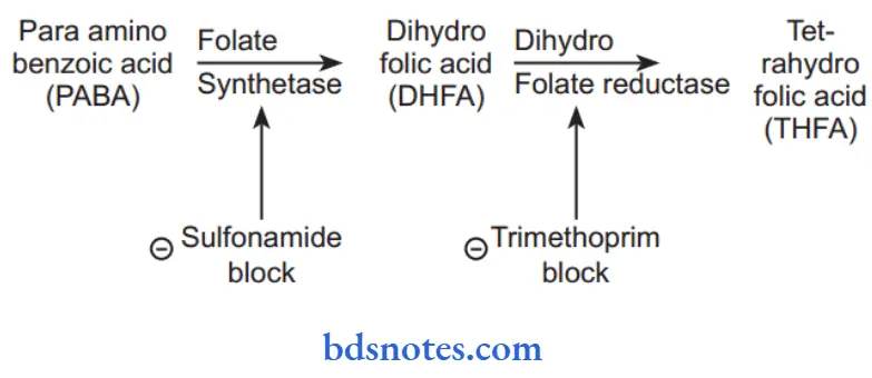 Sulphonamides Cotrimoxazole And Quinolones Cotrimoxazole Mechanism Of Action