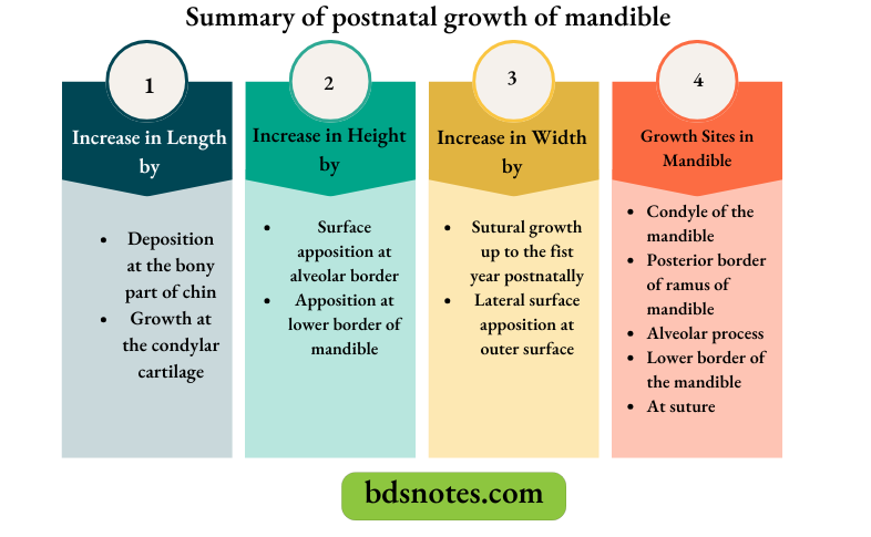 Summary of postnatal growth of mandible