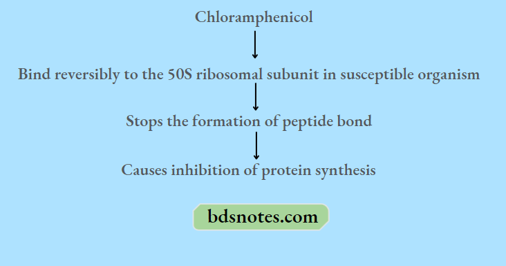 Tetracyclines And Chloramphenicol Broad Spectrum Antibiotics Chloramphenicol-Mechanism-Of-Action