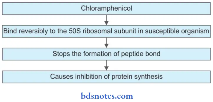 Tetracyclines And Chloramphenicol (Broad Spectrum Antibiotics) Chloramphenicol Mechanism Of Action 