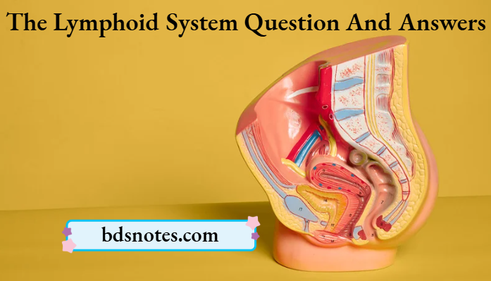 The Lymphoid System Question And Answers