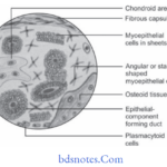 Tumors of Salivary Glands Pleomorphic adenoma