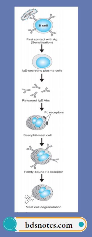 Type-1-Hypersensitivity-Reaction